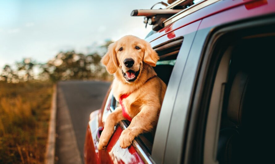 Guía Completa para Viajar con Mascotas: Qué Saber y Cómo Prepararte